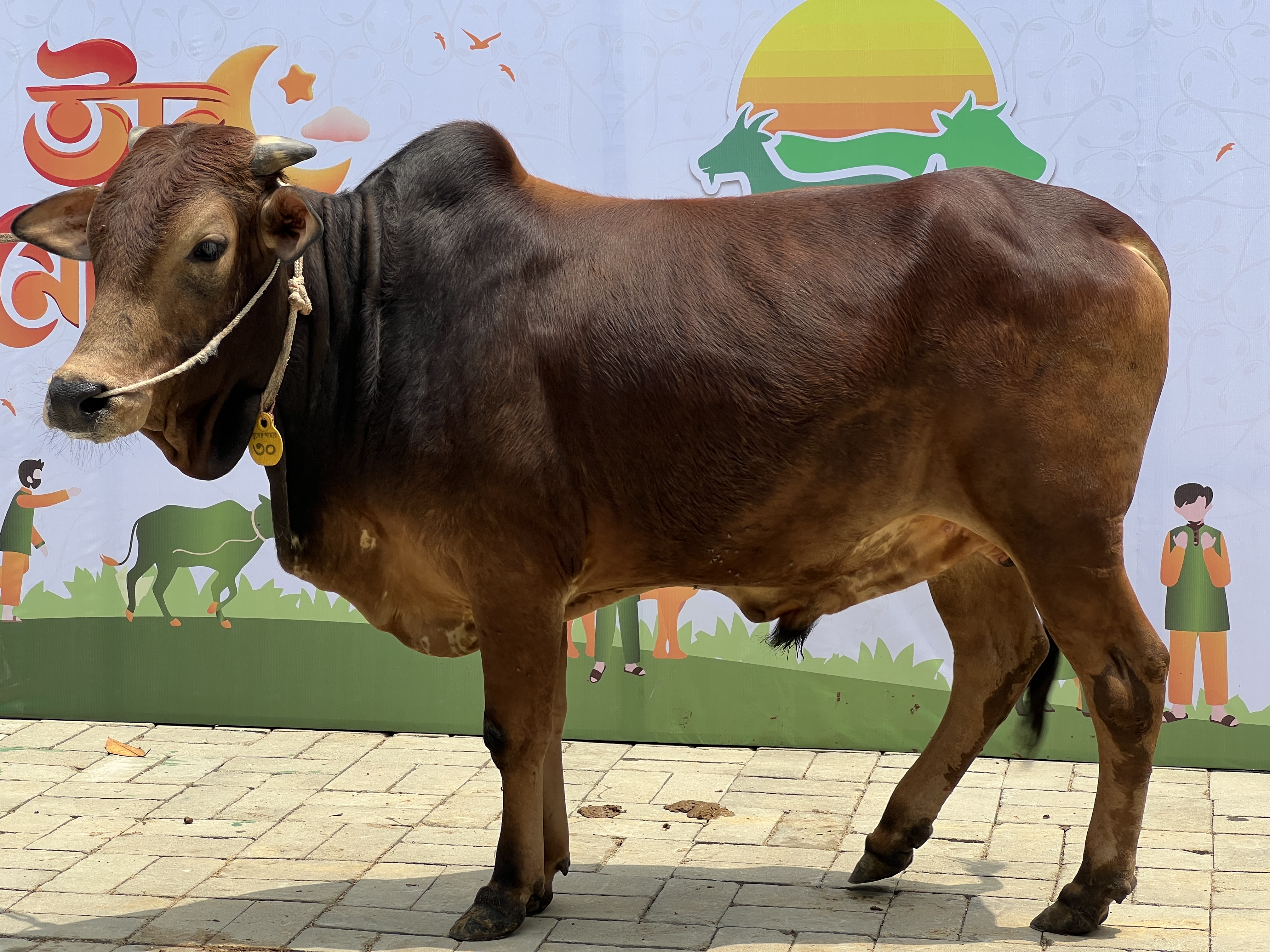 কুরবানির গরু