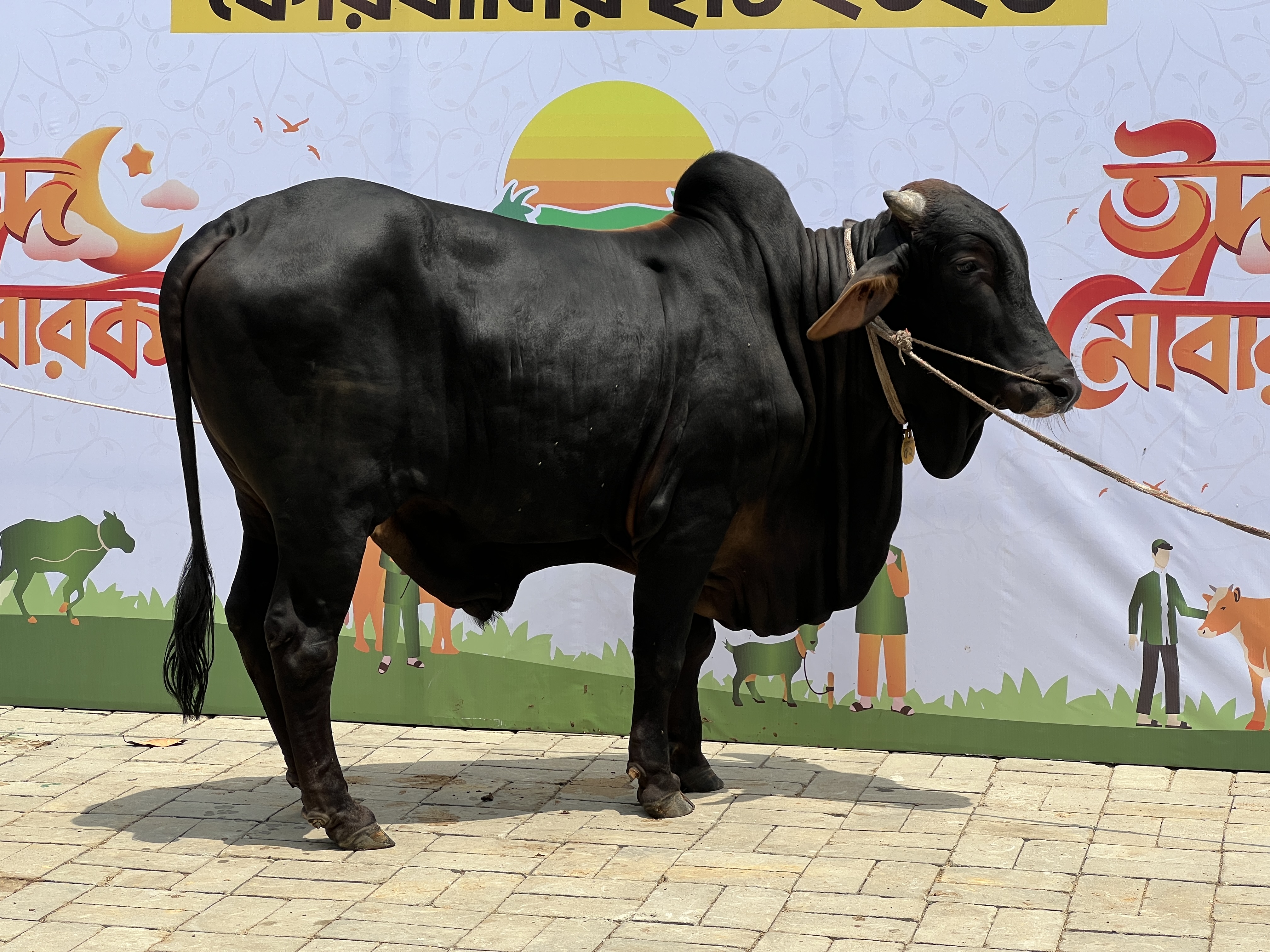 গরুর পাল