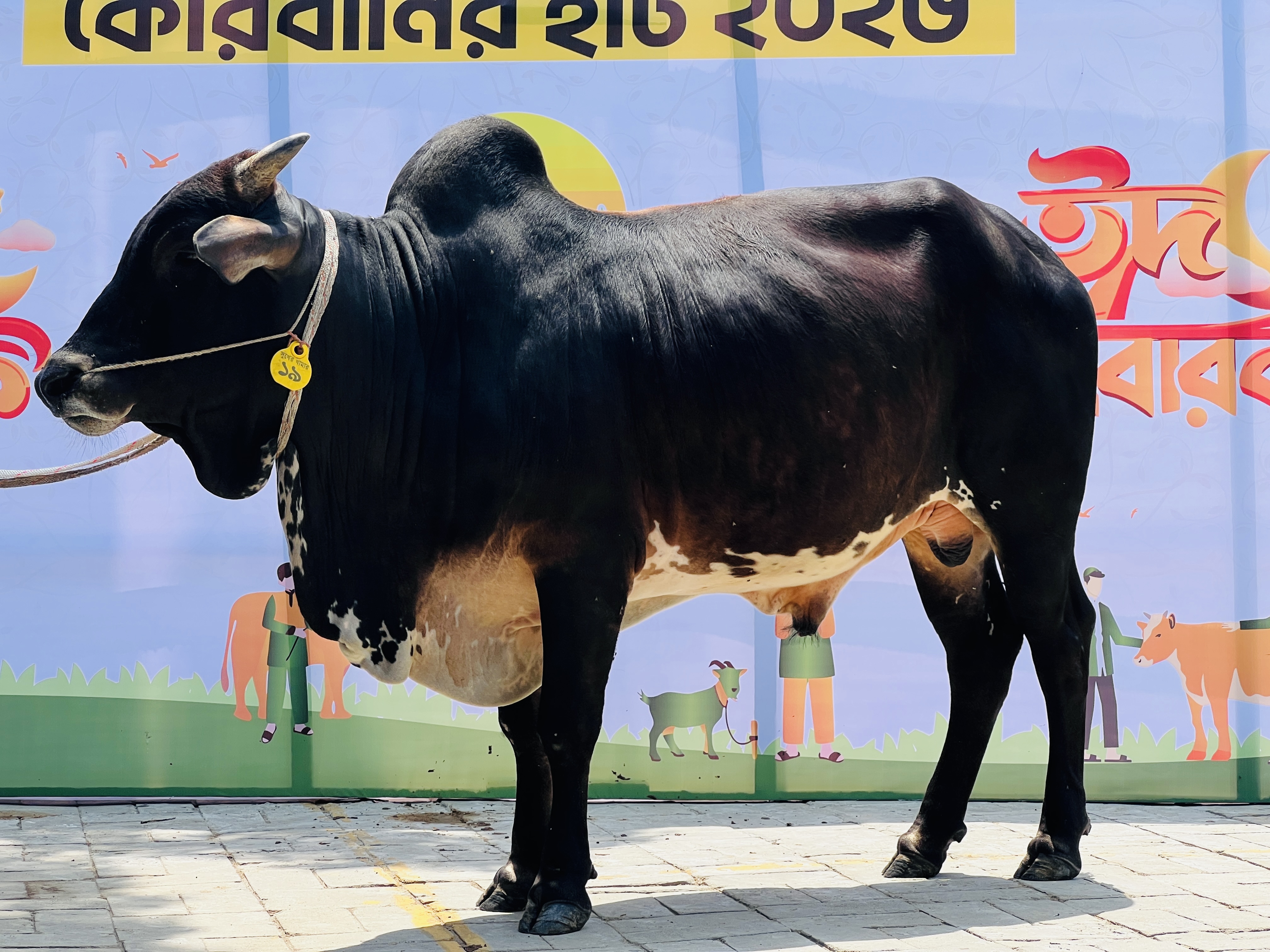 খামারে গরু