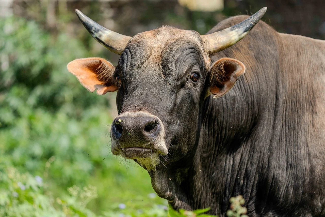 গরুর পাল